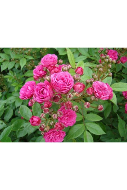 Троянда мускусна Дінкі - дрібні рожеві квіти в пишних гронах